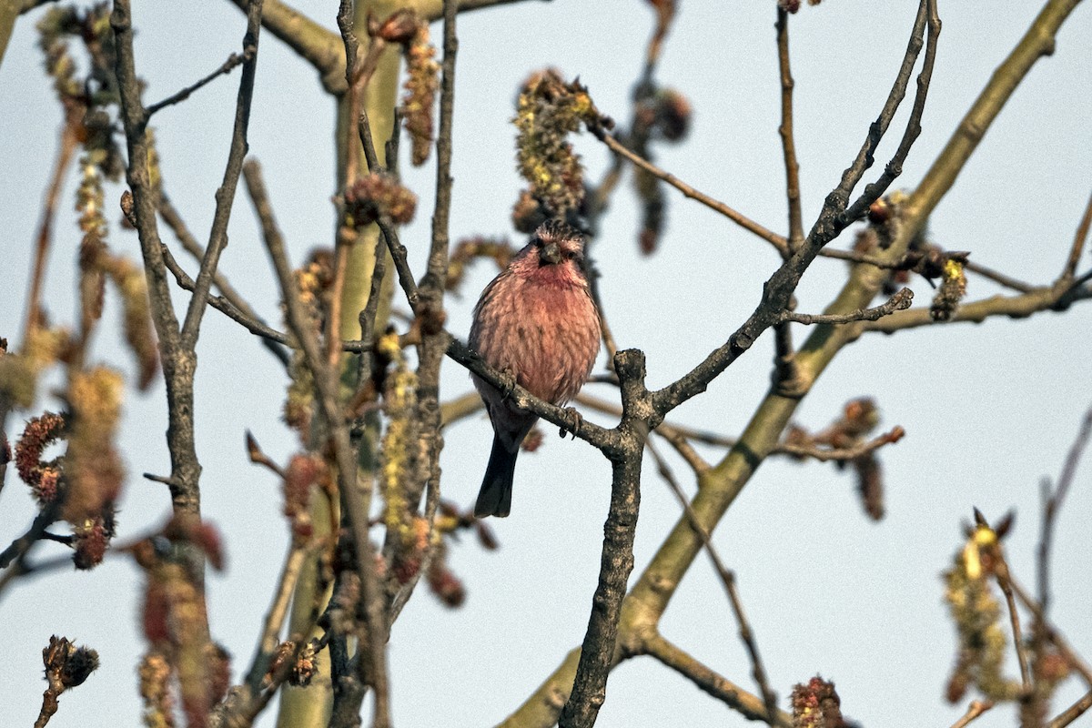 Pink-rumped Rosefinch - ML645935739