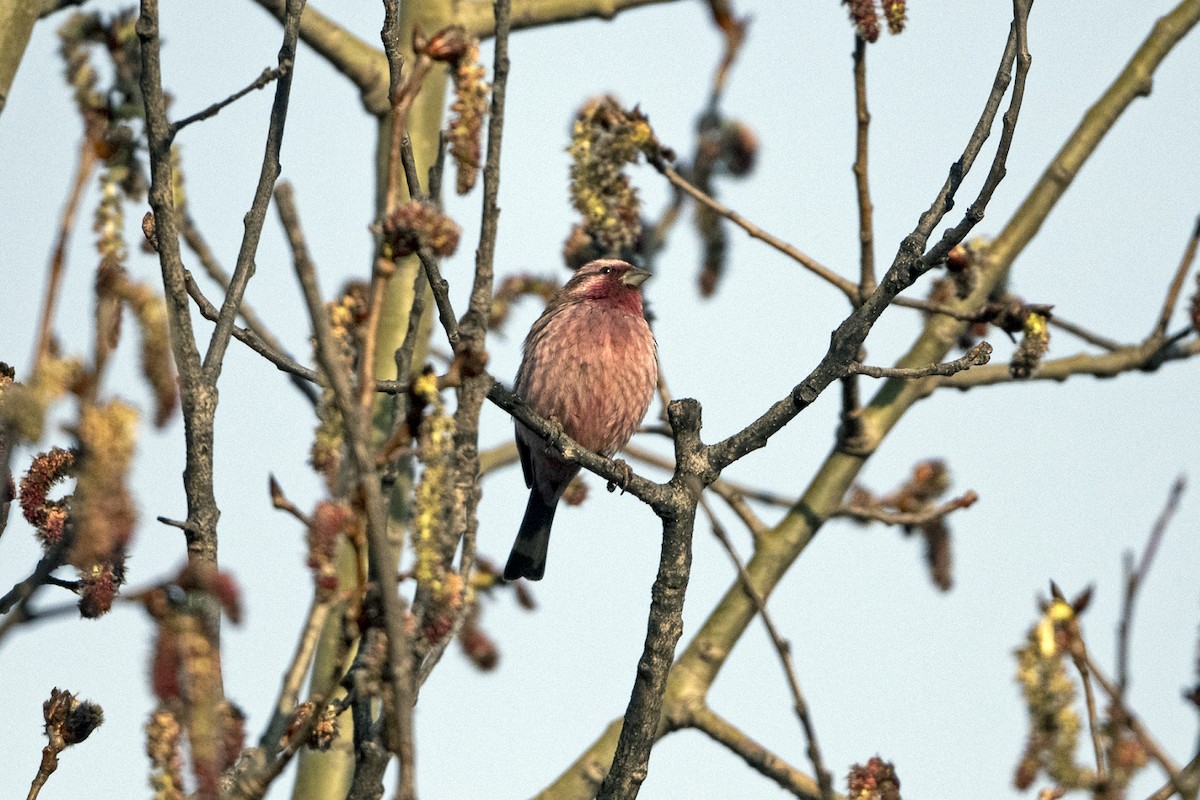 Pink-rumped Rosefinch - ML645935740