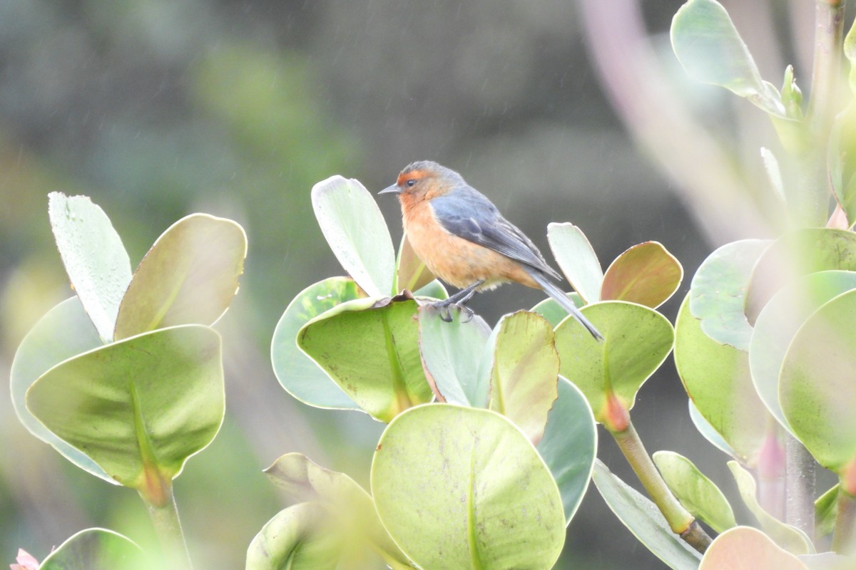 Rufous-browed Conebill - ML645935745