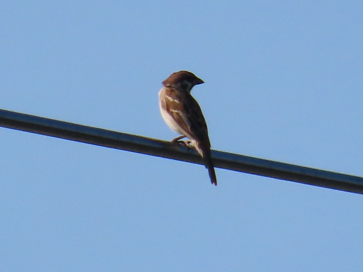 Eurasian Tree Sparrow - ML645935750
