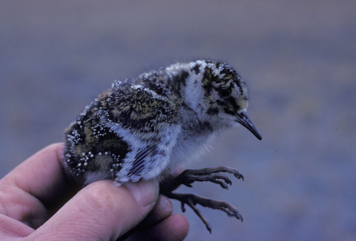 Purple Sandpiper - ML645935752