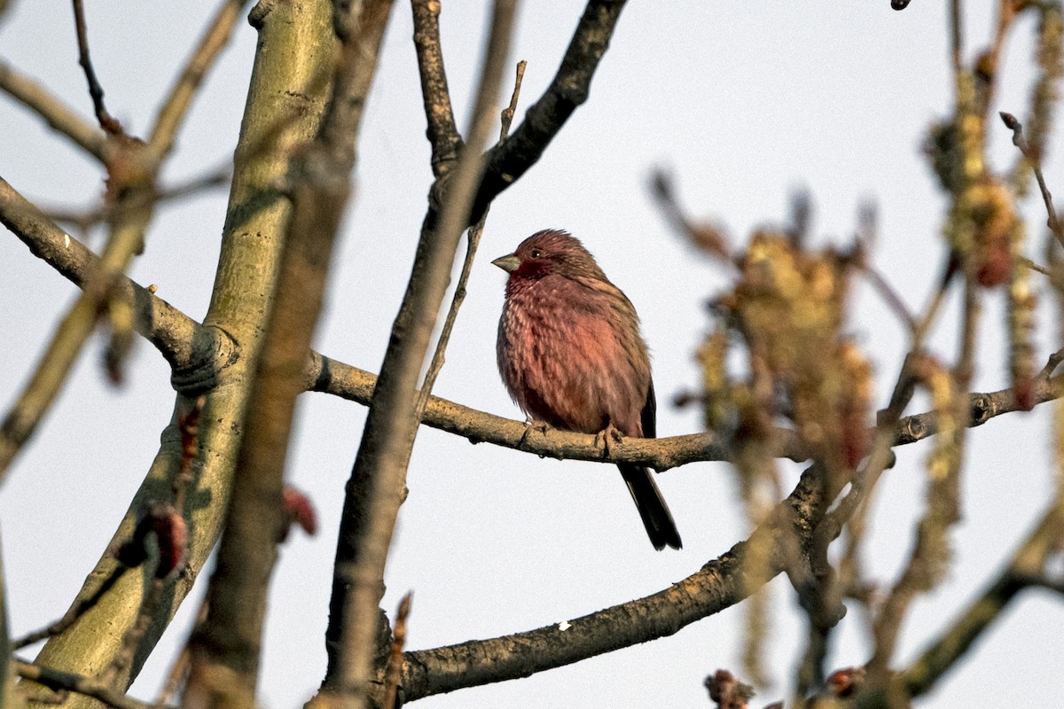 Pink-rumped Rosefinch - ML645935753