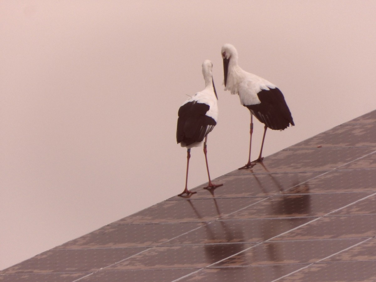 Oriental Stork - ML645935754