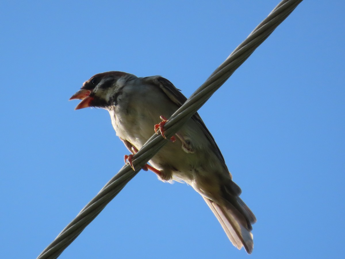 Eurasian Tree Sparrow - ML645935755