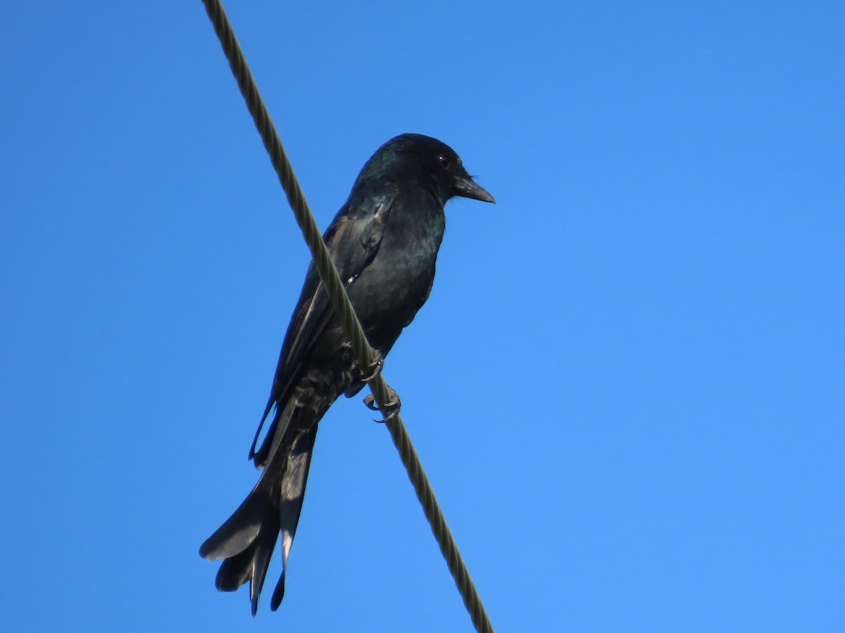 Black Drongo - ML645935756