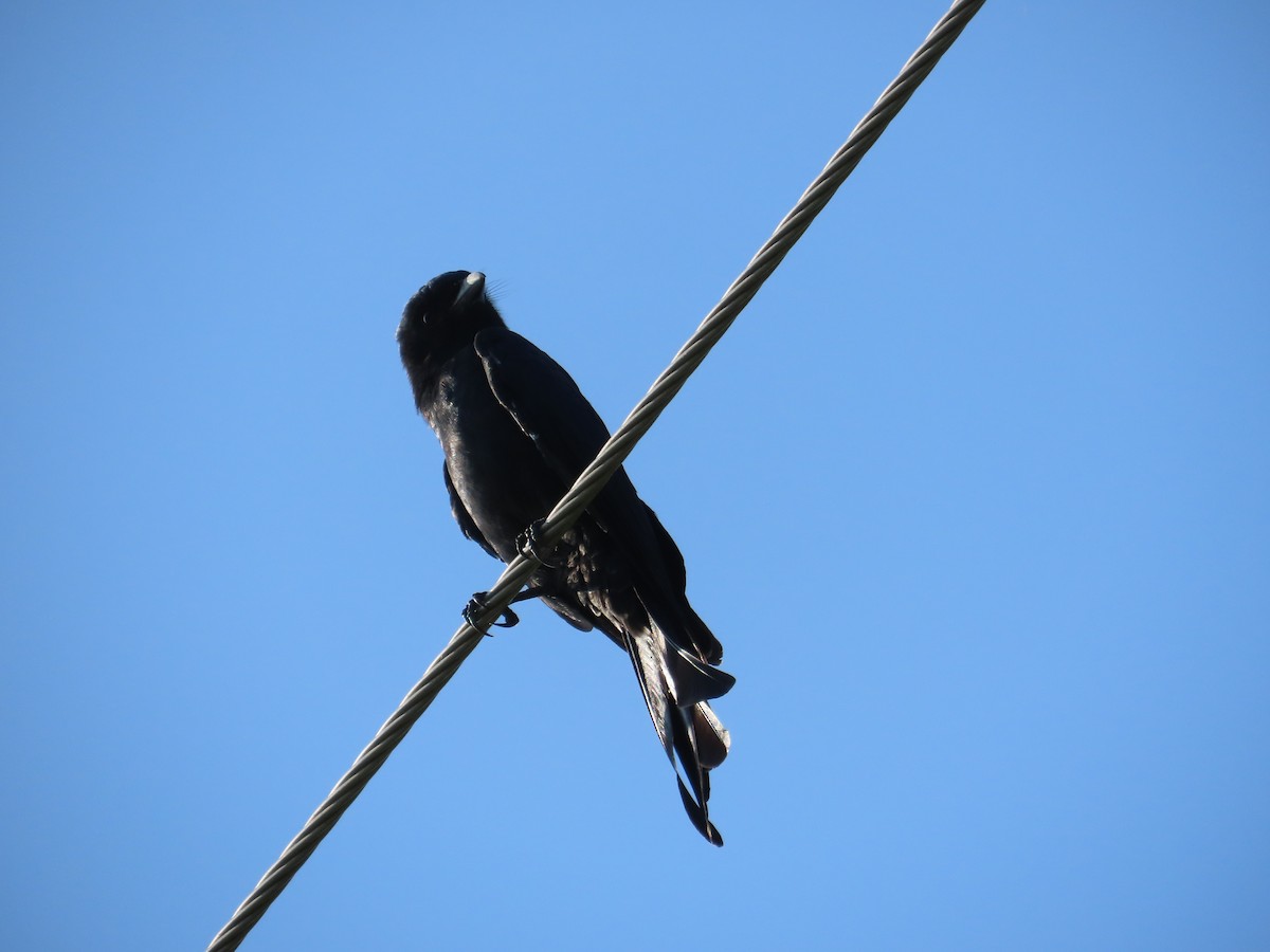 Black Drongo - ML645935757