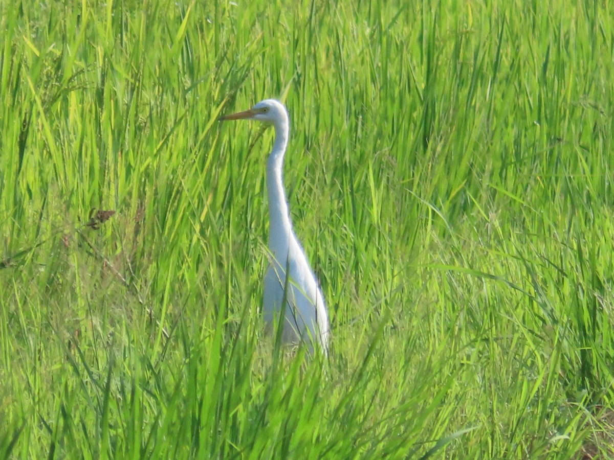 Medium Egret - ML645935759
