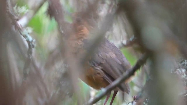 Paisa Antpitta (undescribed form) - ML645935760