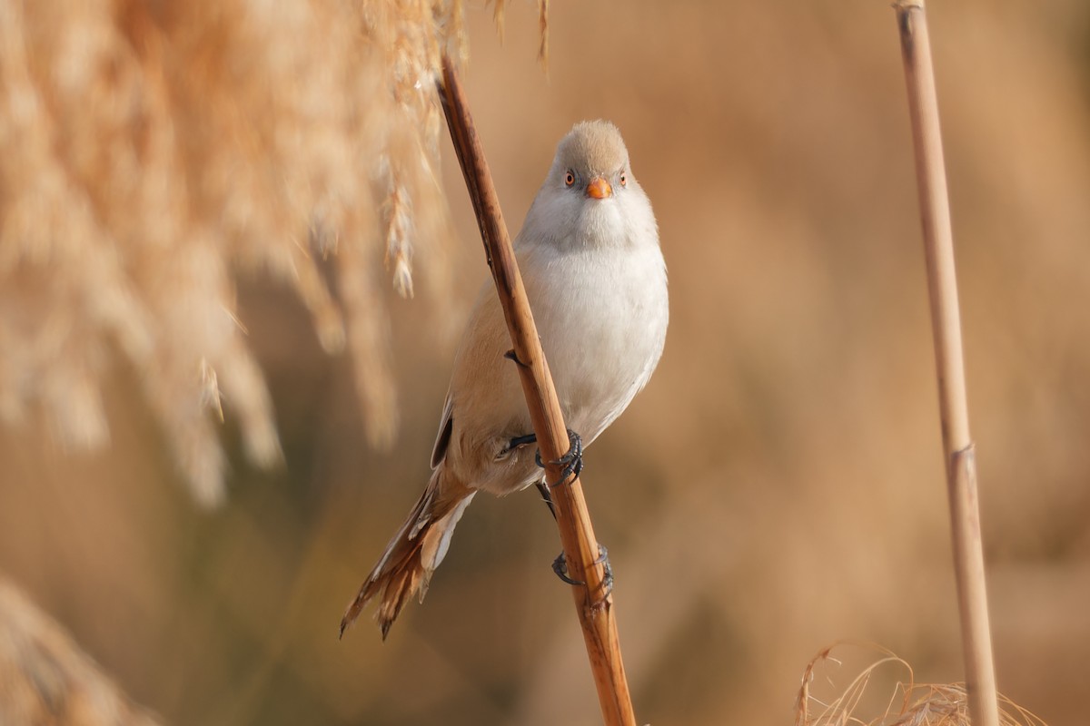 Bearded Reedling - ML645935762