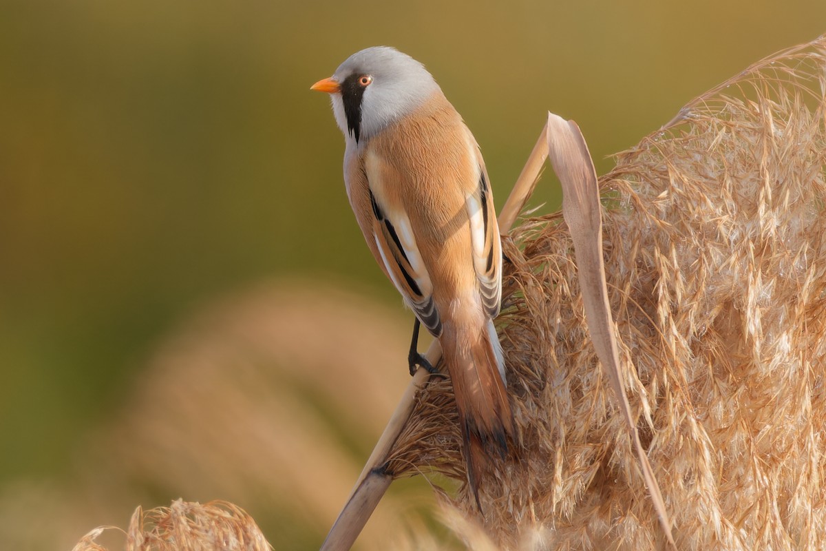 Bearded Reedling - ML645935764