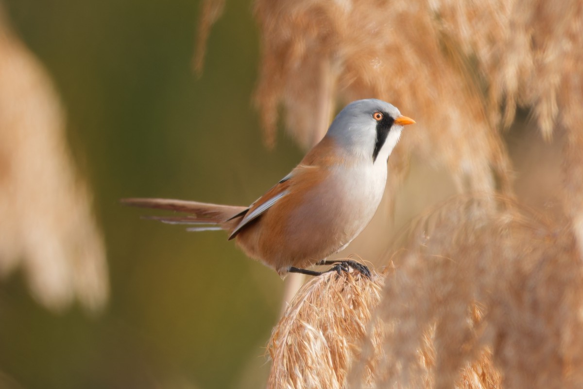 Bearded Reedling - ML645935765