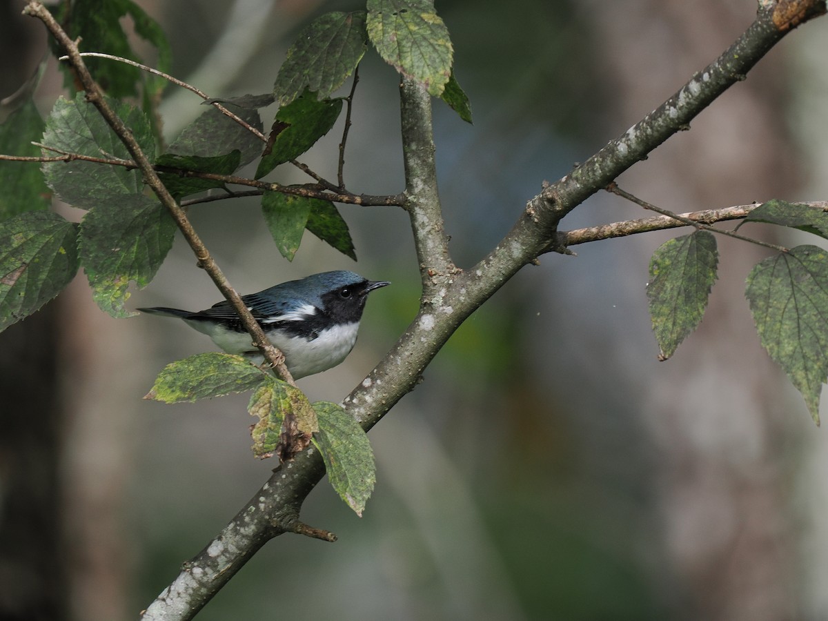 Black-throated Blue Warbler - ML645935783