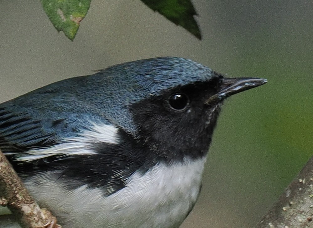 Black-throated Blue Warbler - ML645935788