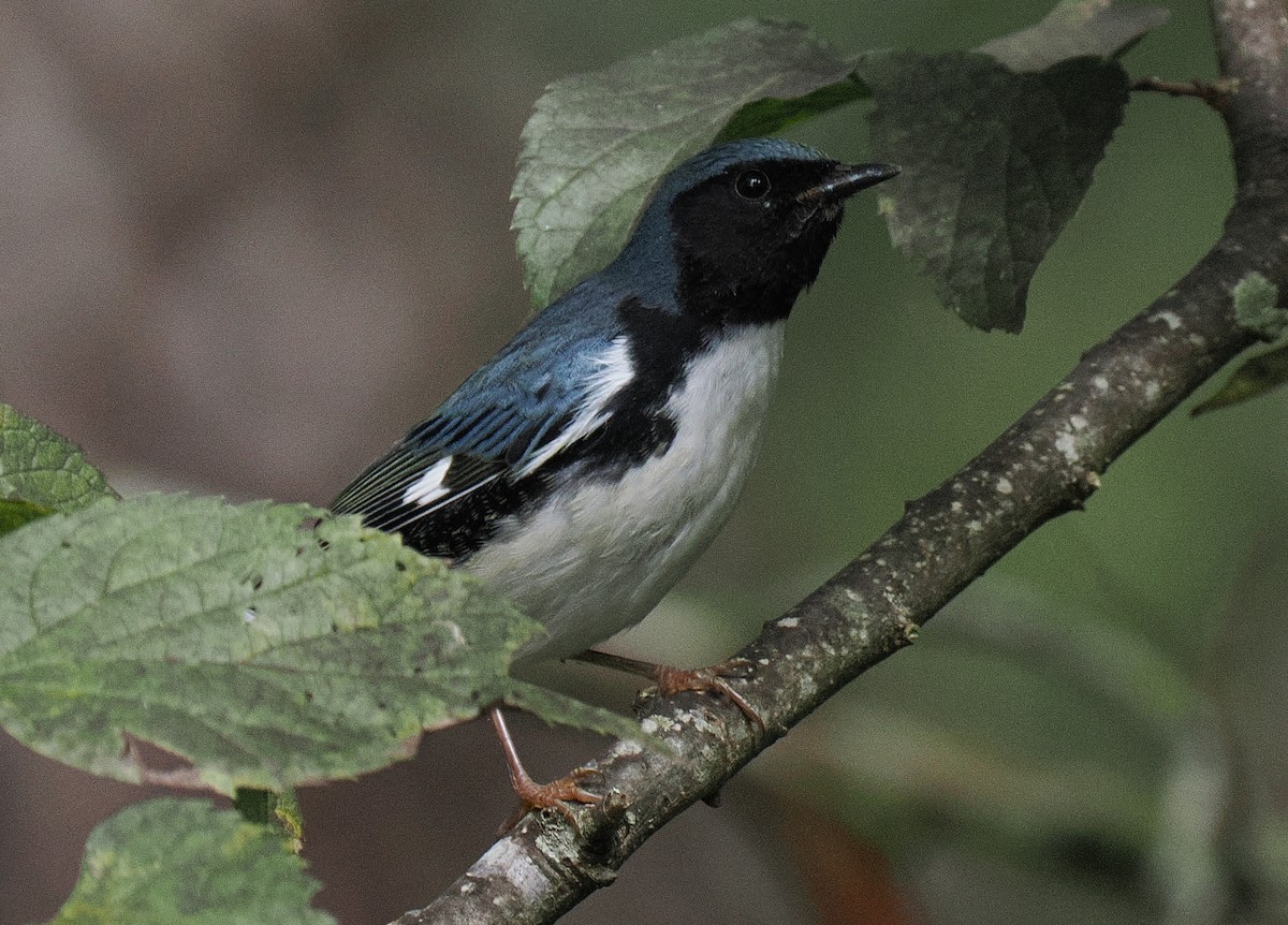 Black-throated Blue Warbler - ML645935789
