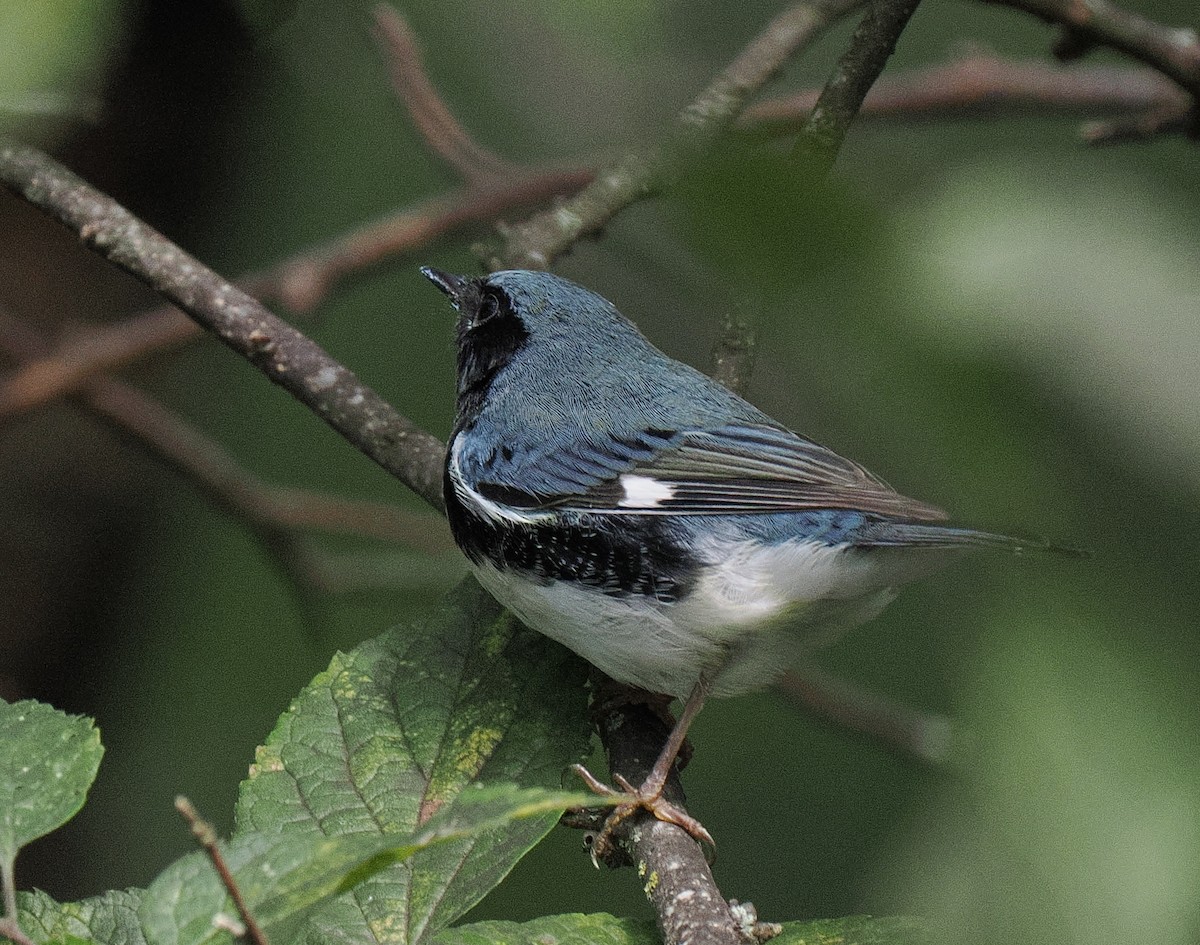 Black-throated Blue Warbler - ML645935790