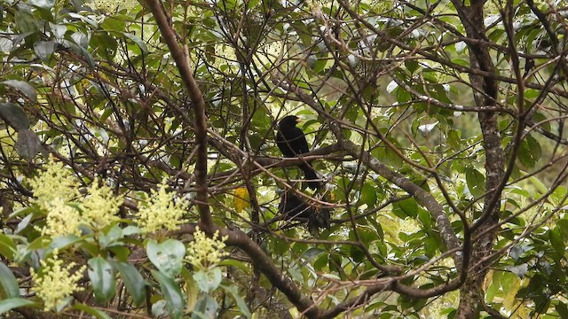 Scarlet-rumped Cacique - ML645935794