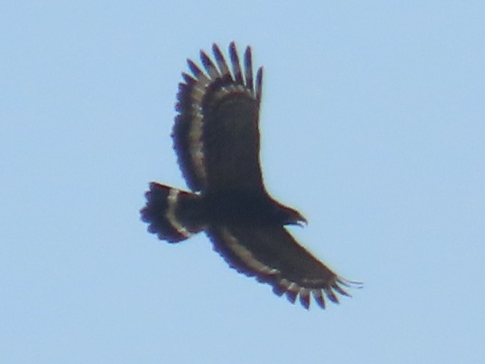 Culebrera Chiíla - ML645935811