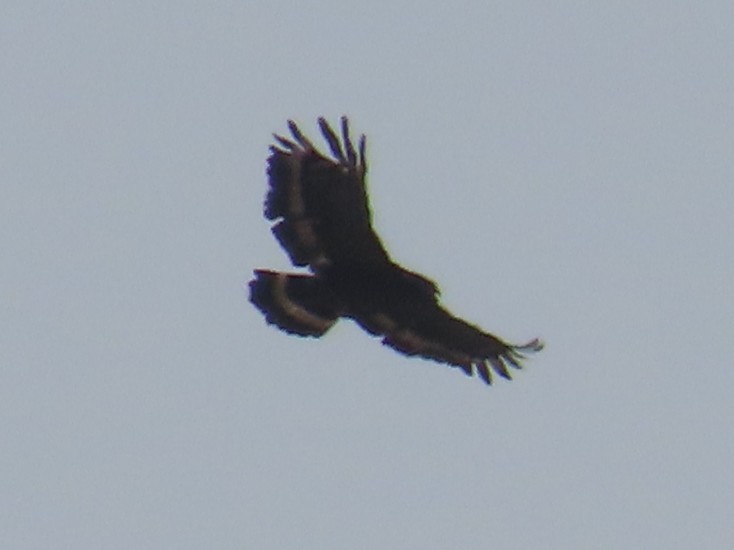 Culebrera Chiíla - ML645935813