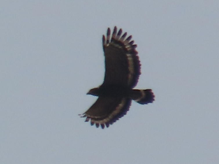 Culebrera Chiíla - ML645935814