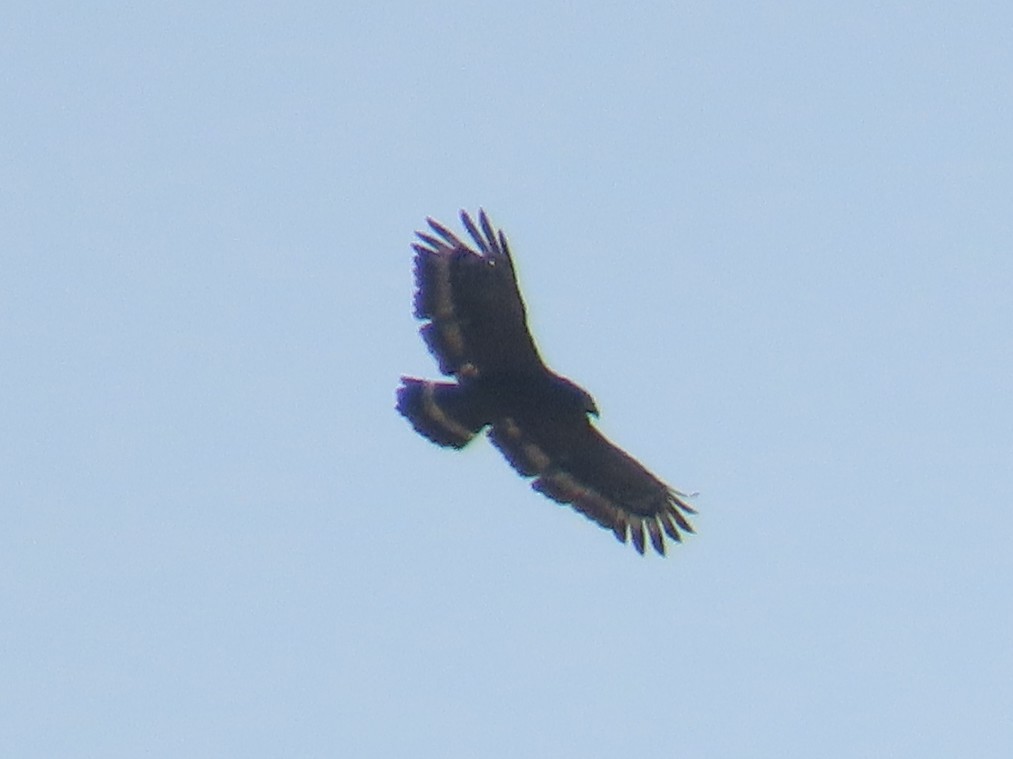 Culebrera Chiíla - ML645935816