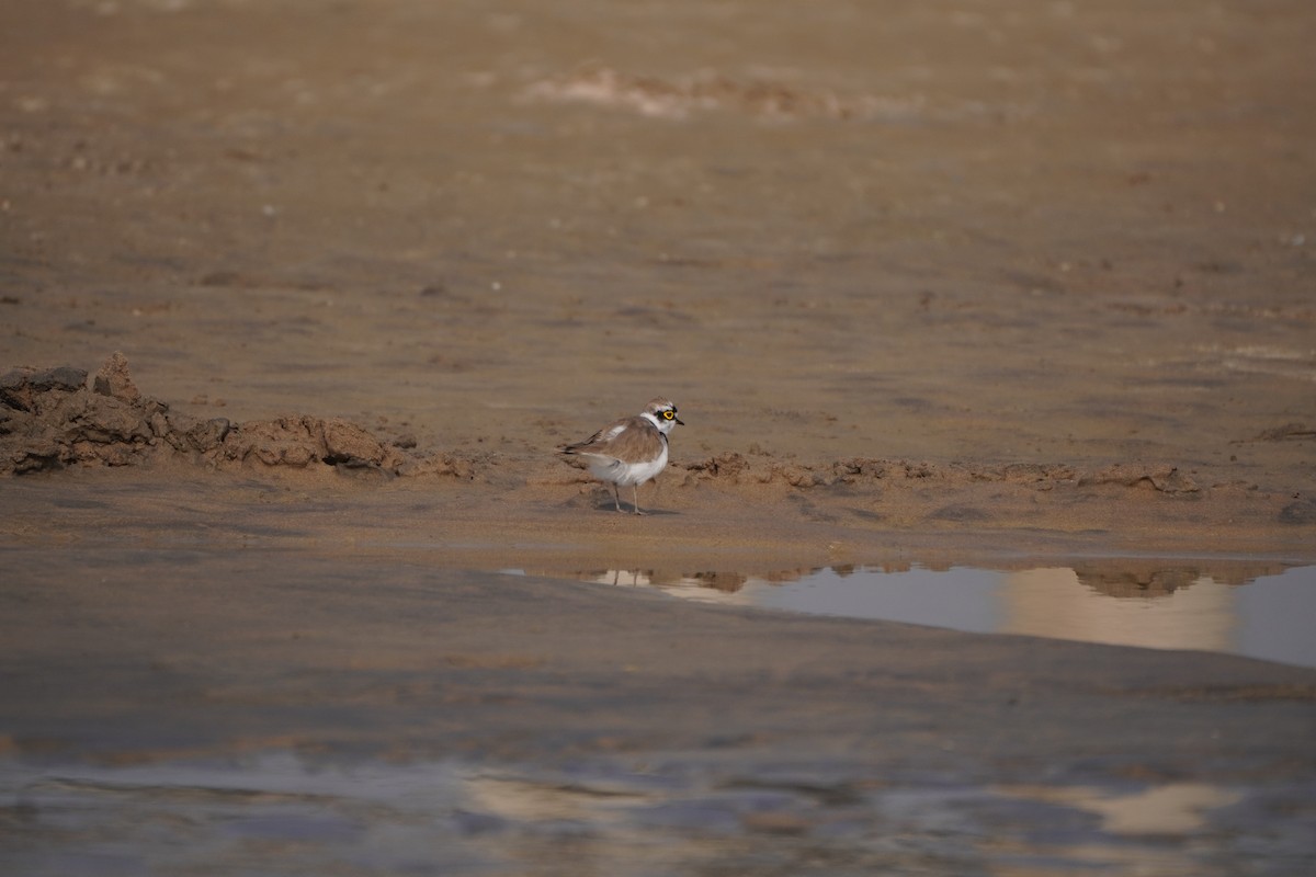 Little Ringed Plover - ML645935833