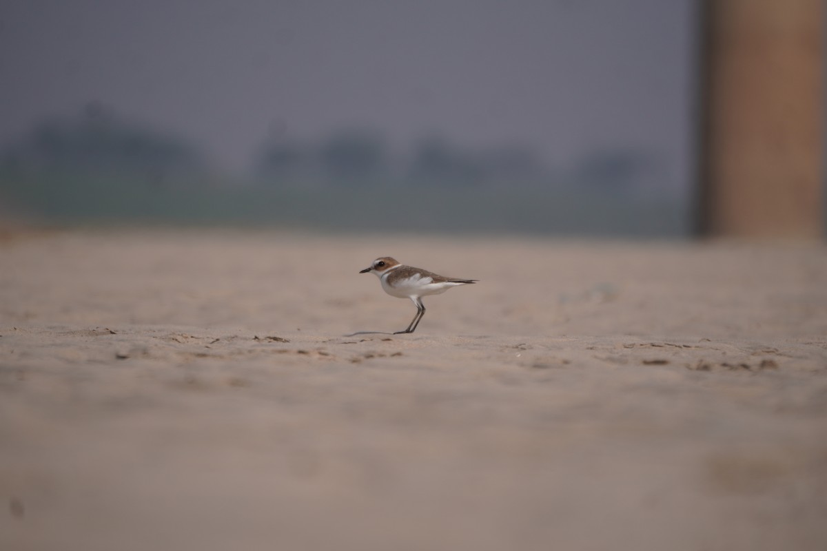 Kentish Plover - ML645935839