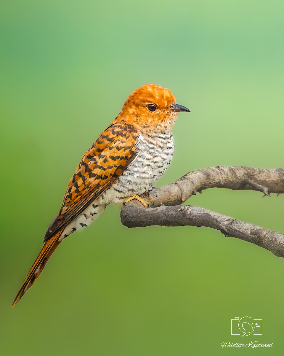 Gray-bellied Cuckoo - ML645935840