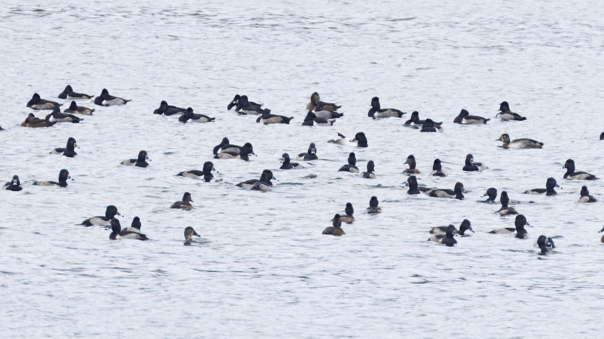 Ring-necked Duck - ML645935843