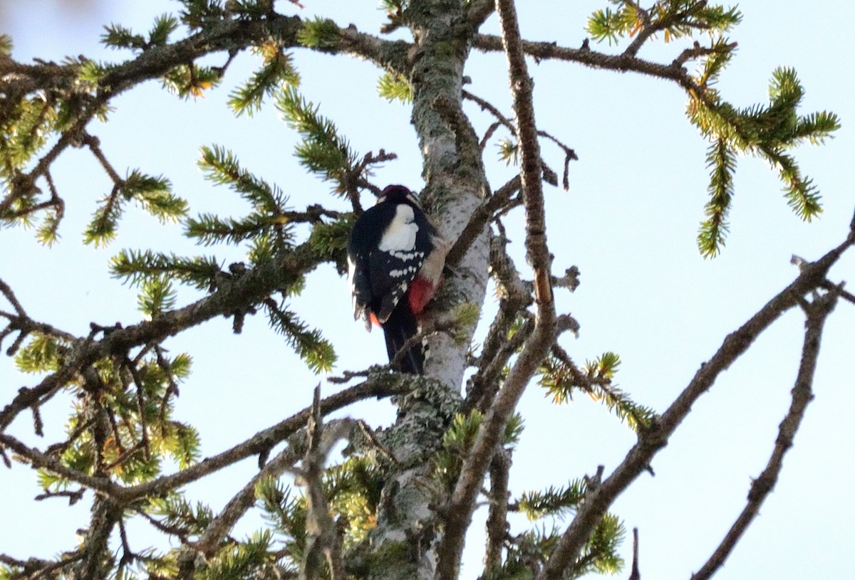 Great Spotted Woodpecker - ML645935844