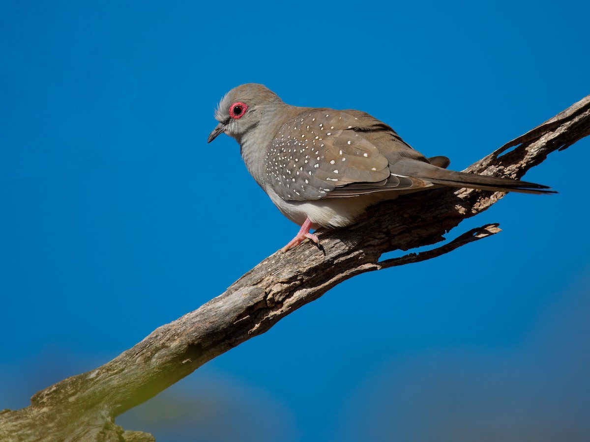 ウスユキバト - ML645935846