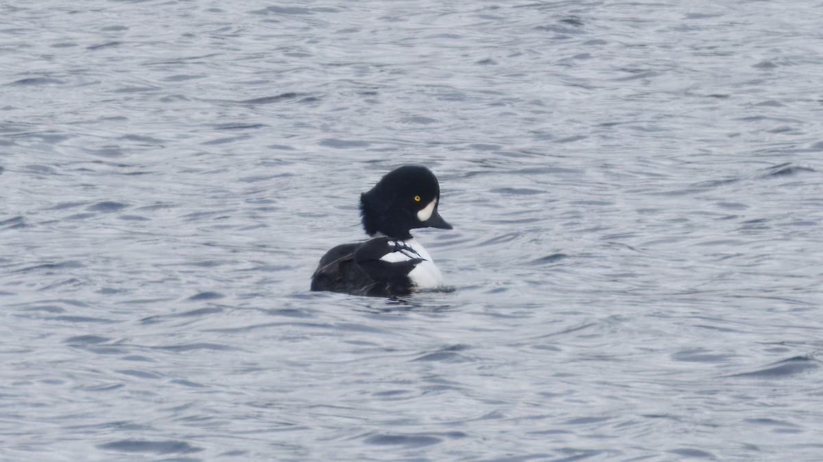 キタホオジロガモ - ML645935847