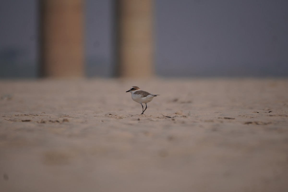 plover sp. - ML645935862