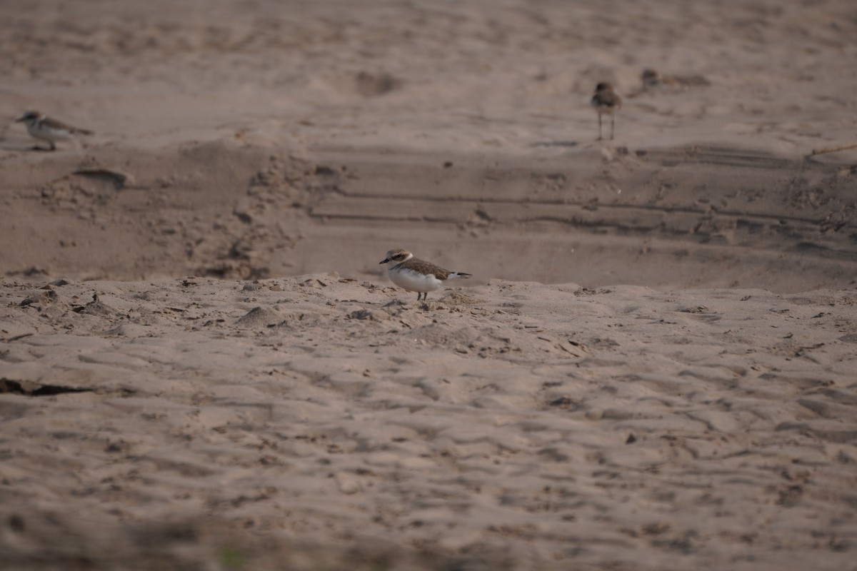 plover sp. - ML645935863
