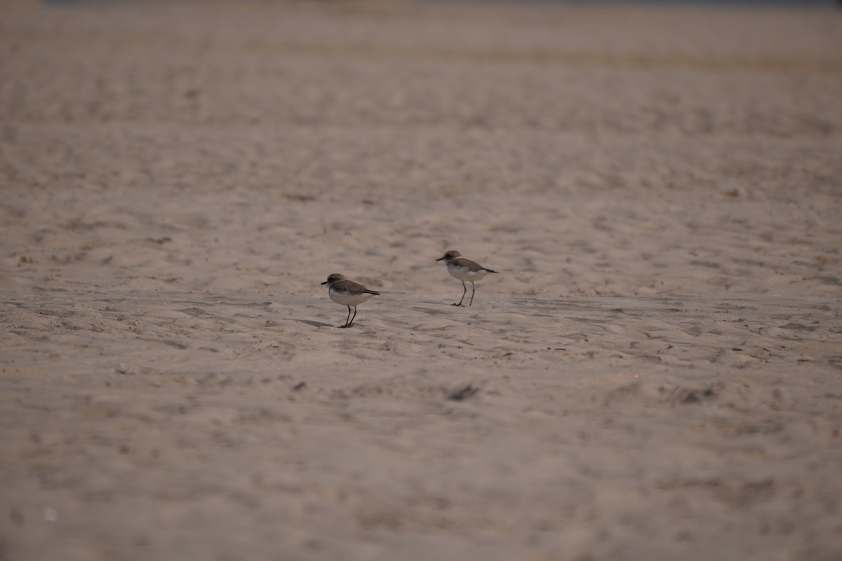 plover sp. - ML645935864