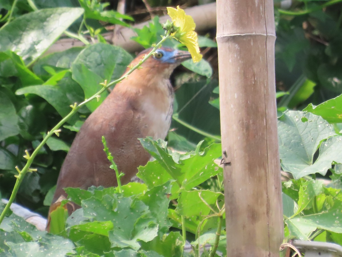 duskdverghegre - ML645935872