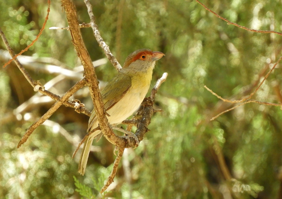 Віреон рудобровий - ML645935905