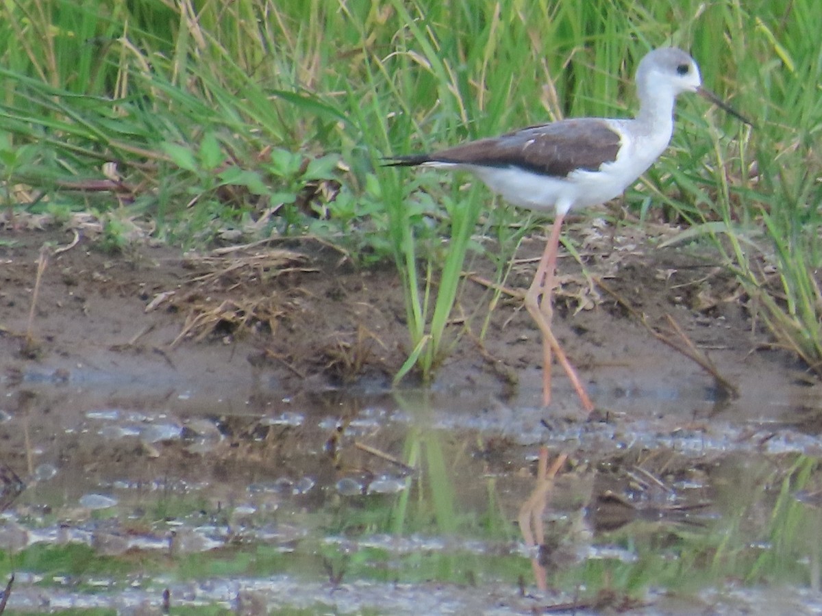 Zankaluze eurasiarra - ML645935929