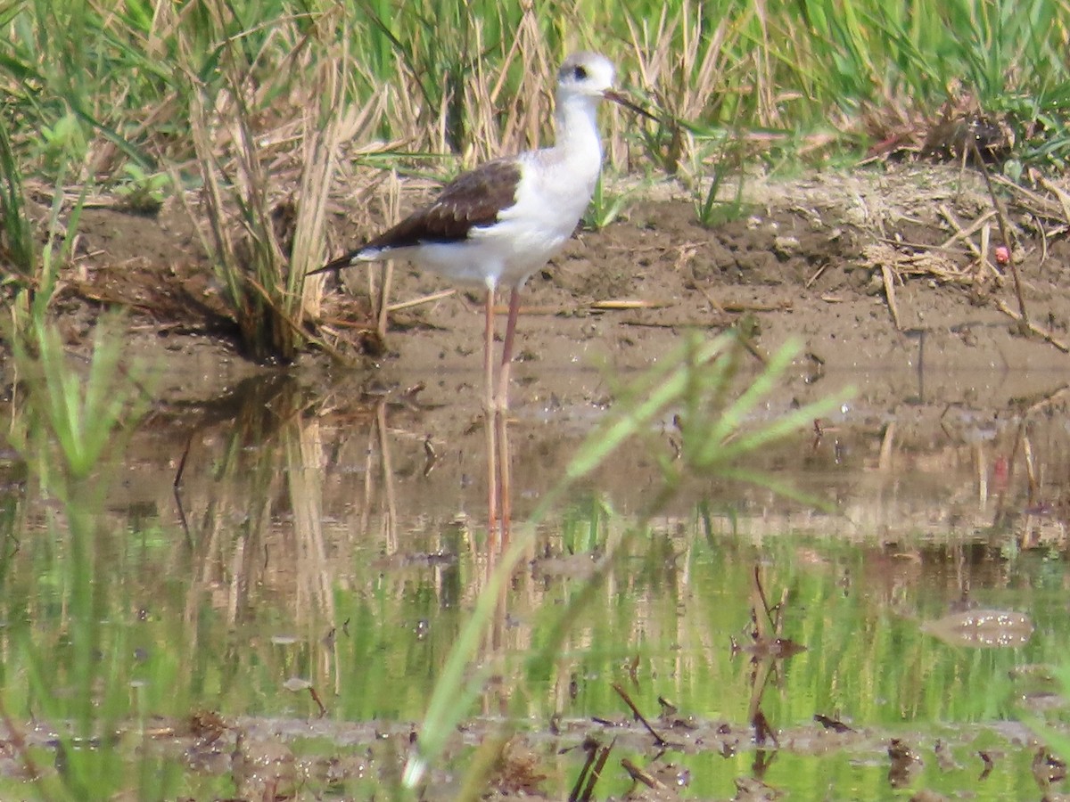 Zankaluze eurasiarra - ML645935930