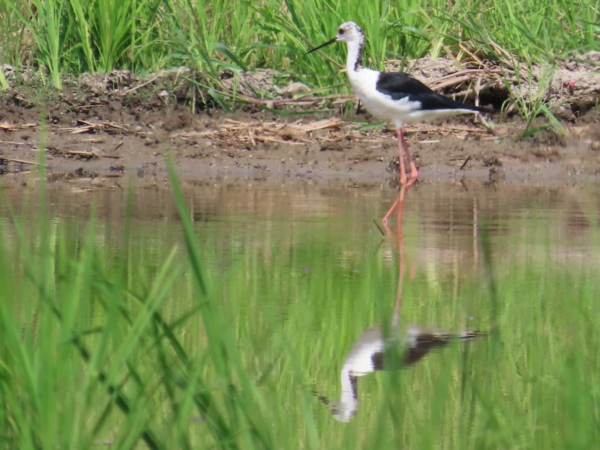 Zankaluze eurasiarra - ML645935931