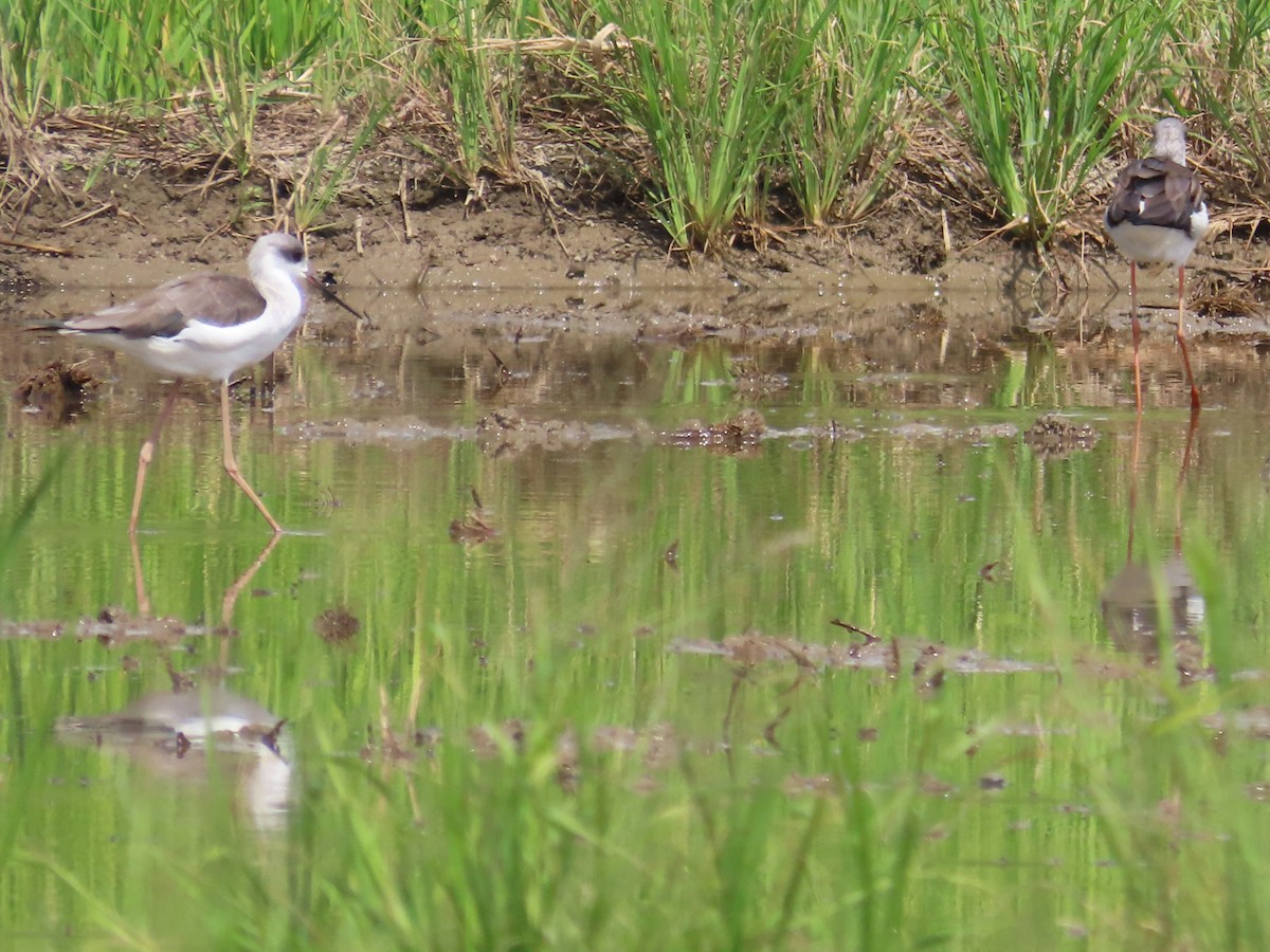 Zankaluze eurasiarra - ML645935932