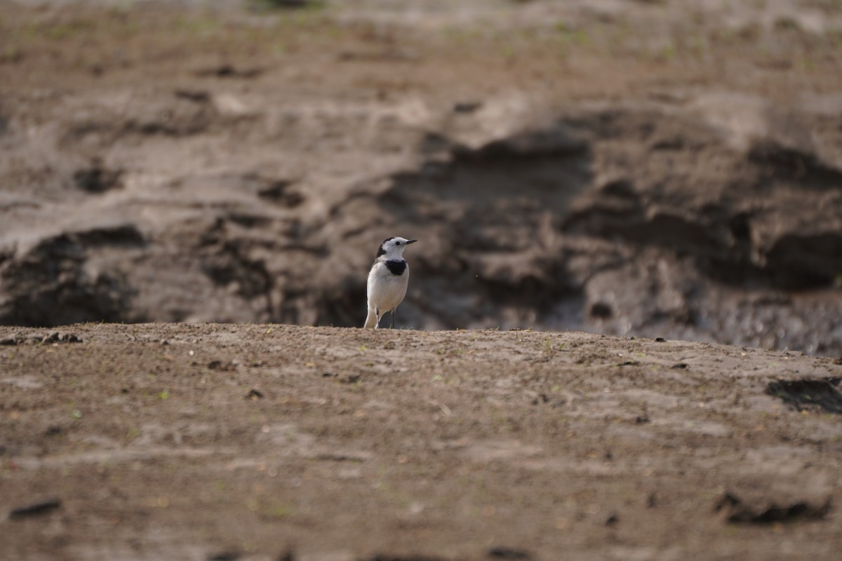 Bergeronnette indienne - ML645935933