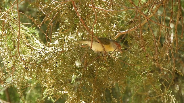 Rufous-browed Peppershrike - ML645935939