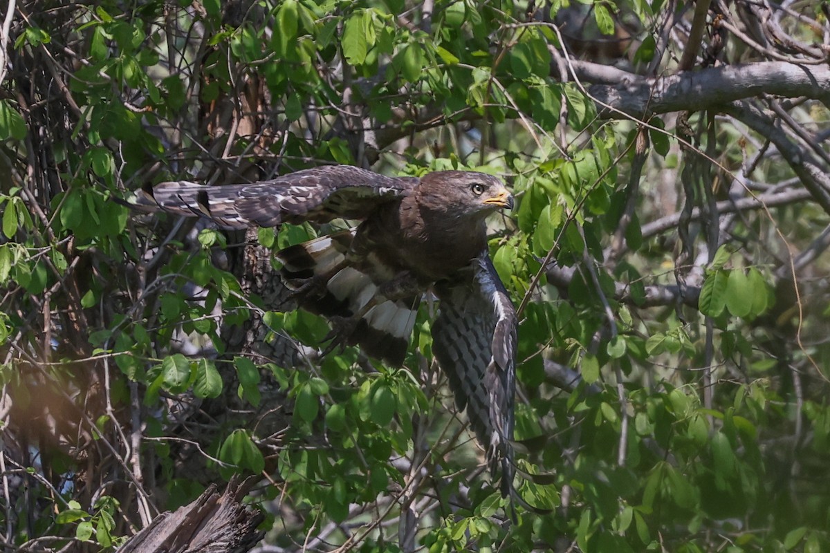 Culebrera Coliblanca - ML645935940