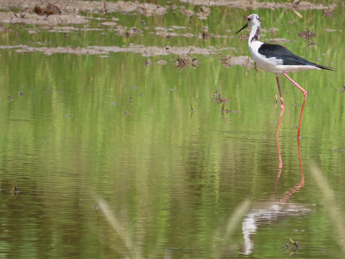 Zankaluze eurasiarra - ML645935942