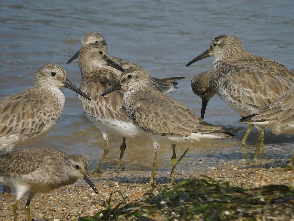 חופית להקנית - ML645935952