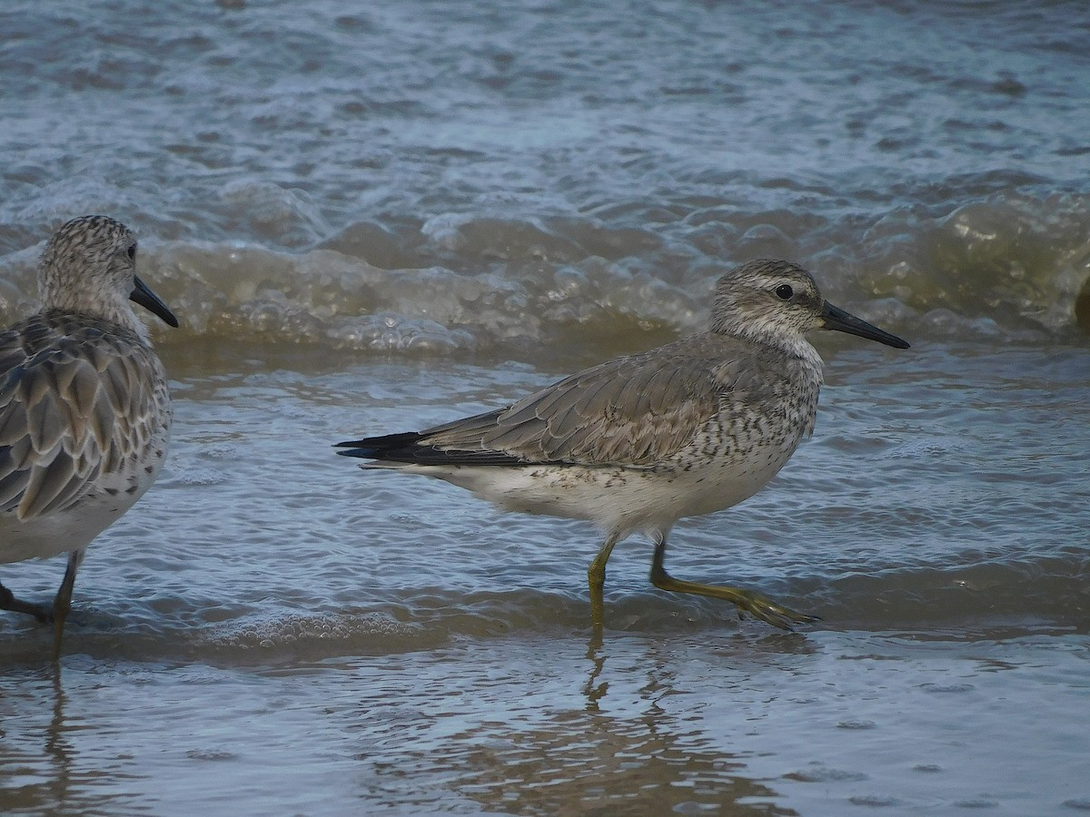 חופית להקנית - ML645935953