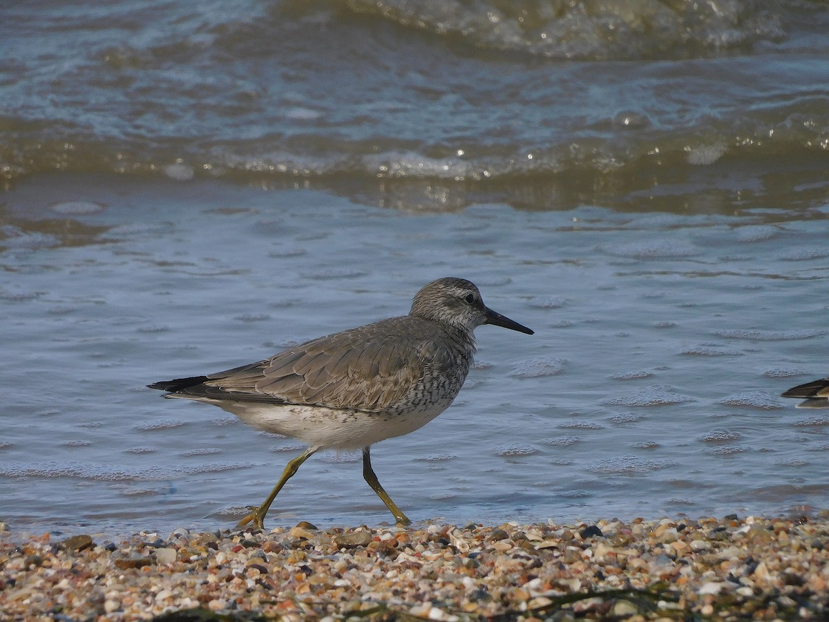 חופית להקנית - ML645935954