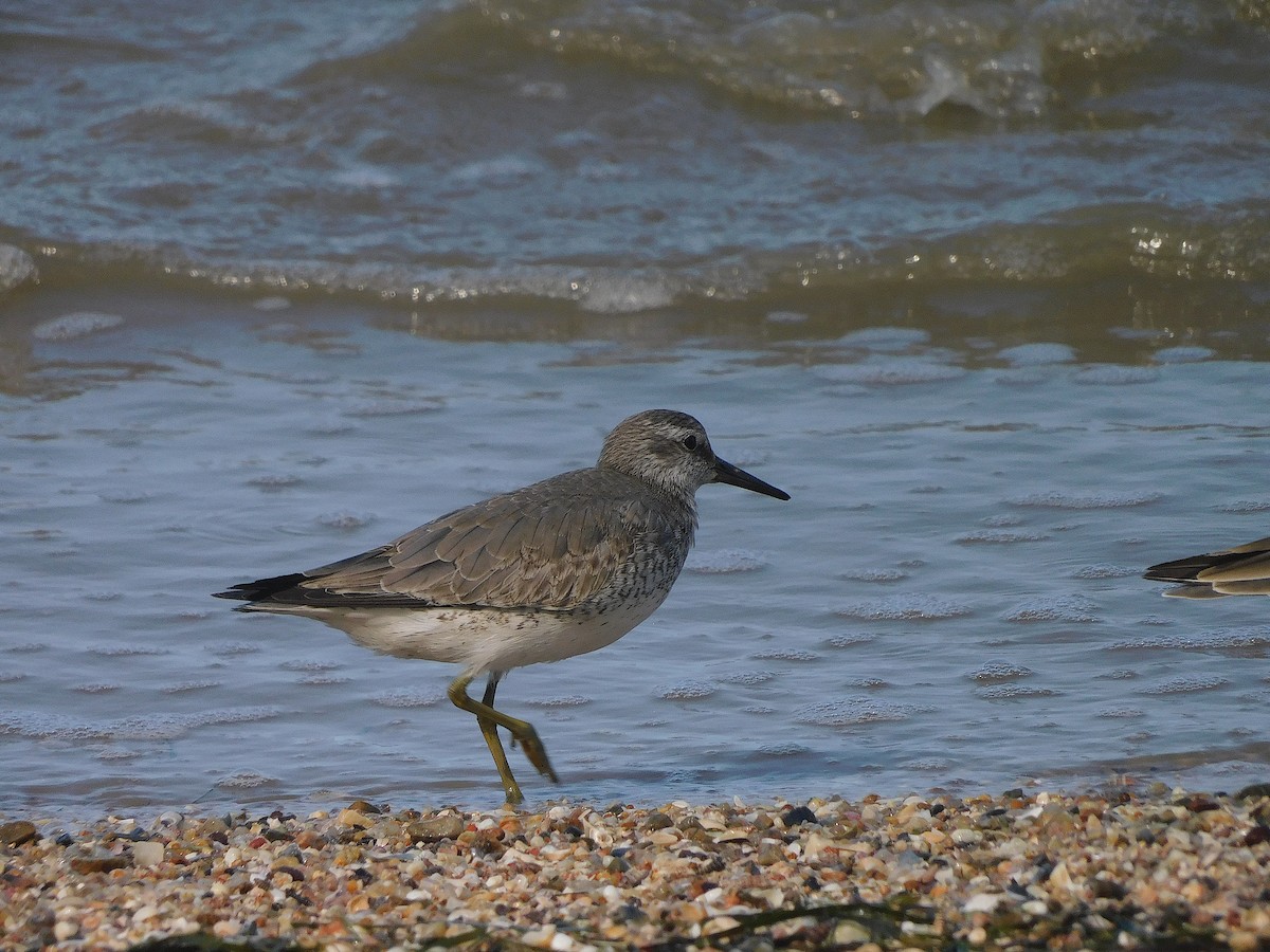 חופית להקנית - ML645935955