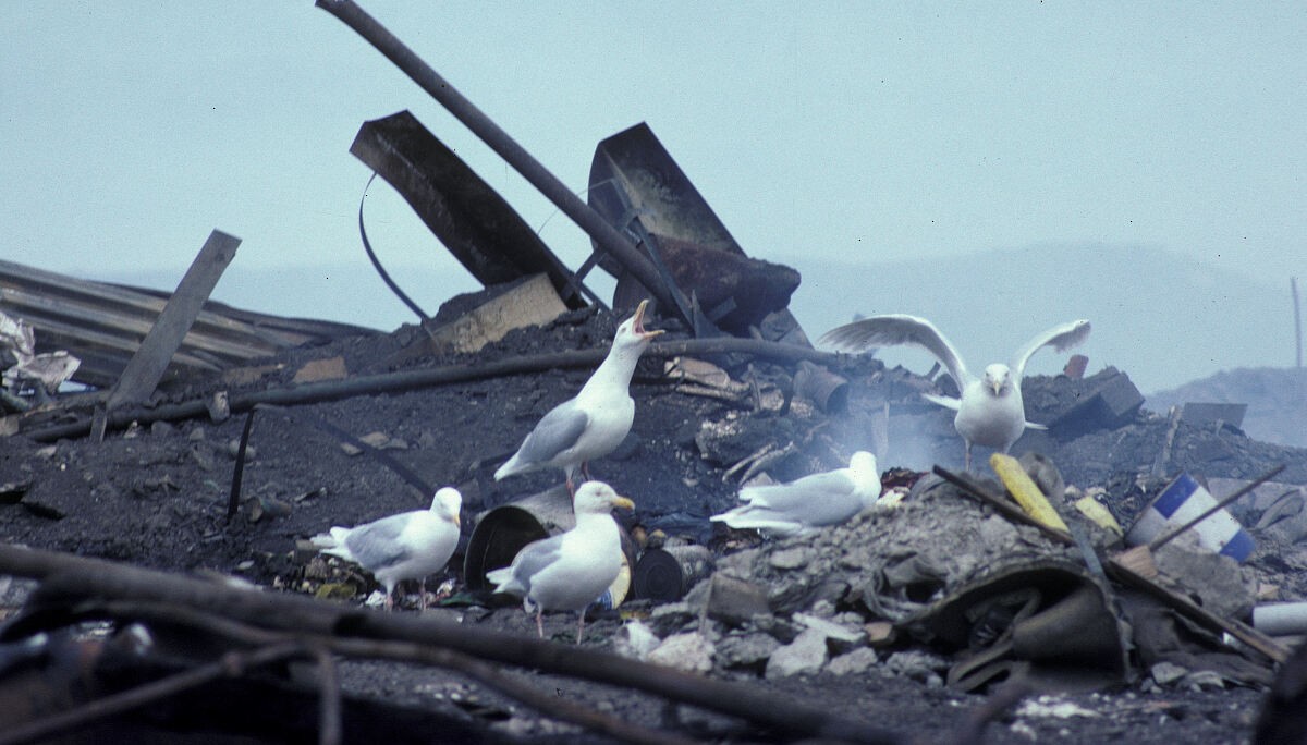 Gavión Hiperbóreo - ML645935959