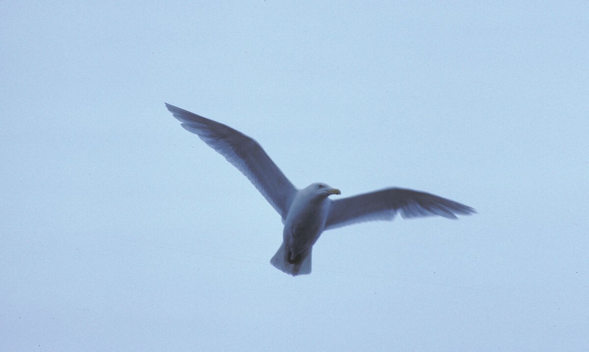 Gavión Hiperbóreo - ML645935961